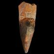 Spinosaurus Tooth - Almost No Tip Wear #65473-1